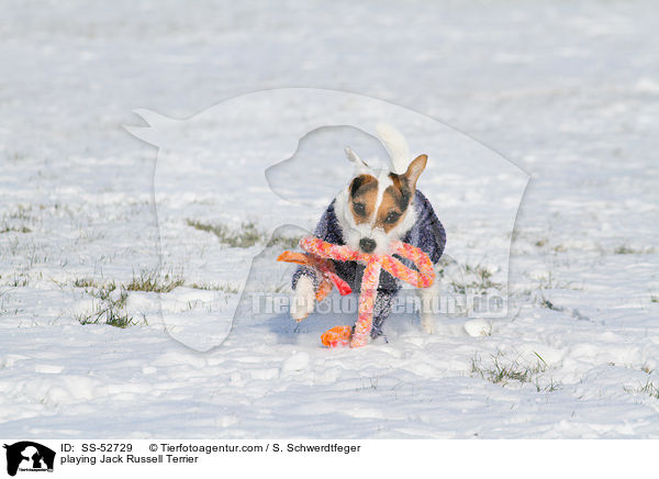 spielender Jack Russell Terrier / playing Jack Russell Terrier / SS-52729