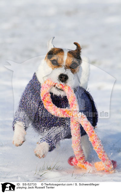 spielender Jack Russell Terrier / playing Jack Russell Terrier / SS-52733