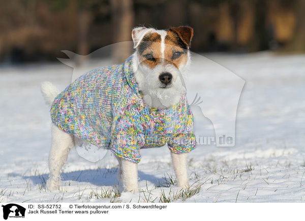 Jack Russell Terrier trgt Pullover / Jack Russell Terrier wears pullover / SS-52752