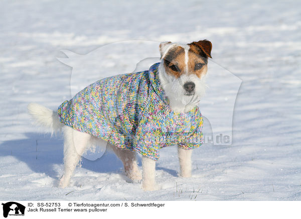 Jack Russell Terrier trgt Pullover / Jack Russell Terrier wears pullover / SS-52753