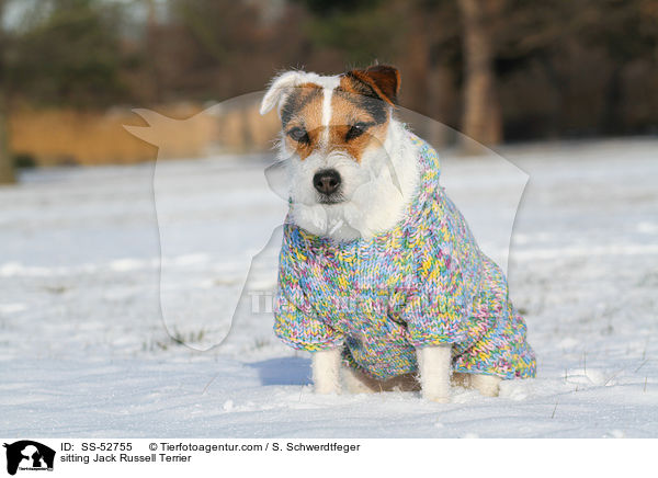 sitzender Jack Russell Terrier / sitting Jack Russell Terrier / SS-52755