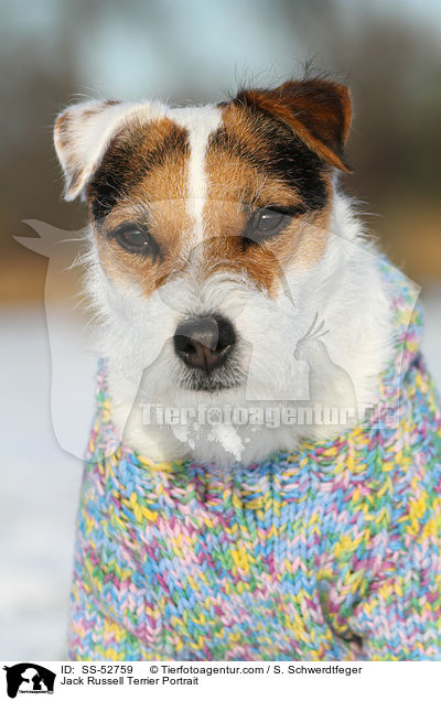 Jack Russell Terrier Portrait / Jack Russell Terrier Portrait / SS-52759