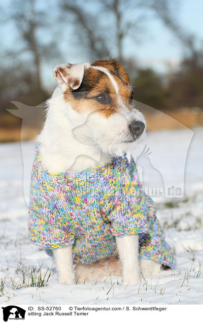 sitzender Jack Russell Terrier / sitting Jack Russell Terrier / SS-52760