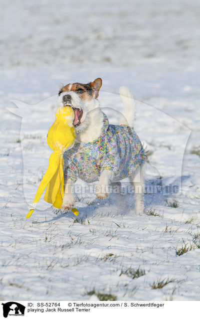 spielender Jack Russell Terrier / playing Jack Russell Terrier / SS-52764