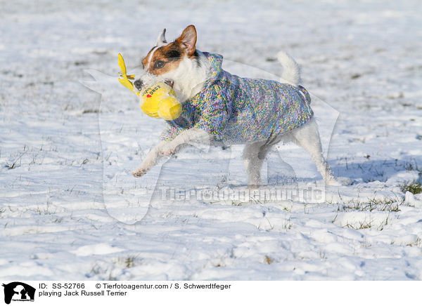 spielender Jack Russell Terrier / playing Jack Russell Terrier / SS-52766