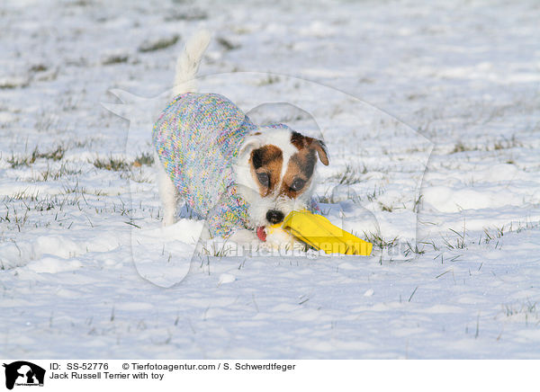 Jack Russell Terrier mit Spielzeug / Jack Russell Terrier with toy / SS-52776