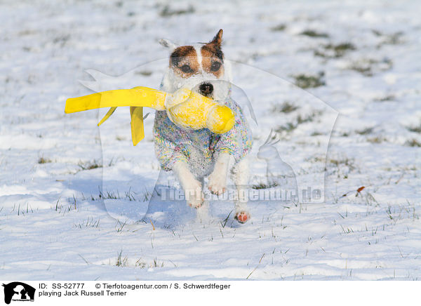 spielender Jack Russell Terrier / playing Jack Russell Terrier / SS-52777