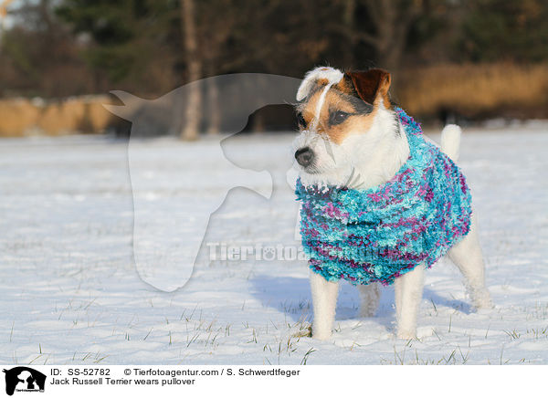 Jack Russell Terrier trgt Pullover / Jack Russell Terrier wears pullover / SS-52782
