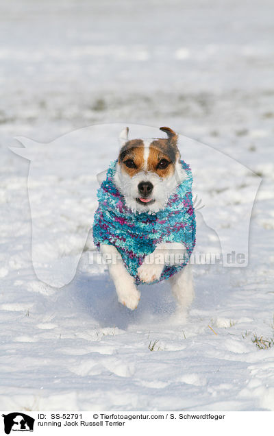 rennender Jack Russell Terrier / running Jack Russell Terrier / SS-52791