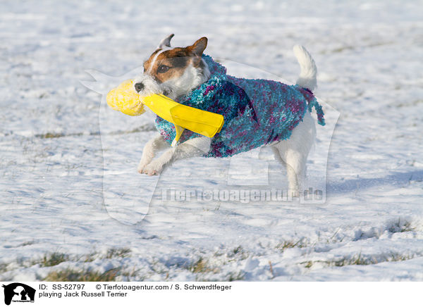 spielender Jack Russell Terrier / playing Jack Russell Terrier / SS-52797