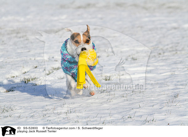 spielender Jack Russell Terrier / playing Jack Russell Terrier / SS-52800