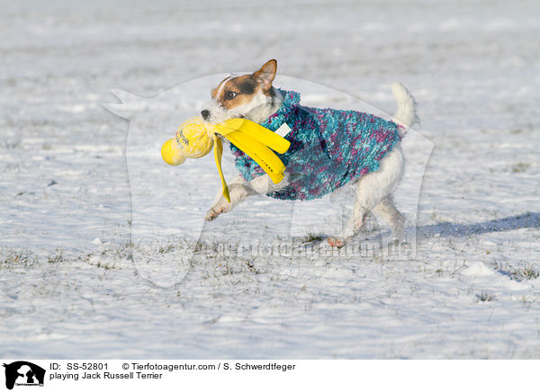 spielender Jack Russell Terrier / playing Jack Russell Terrier / SS-52801