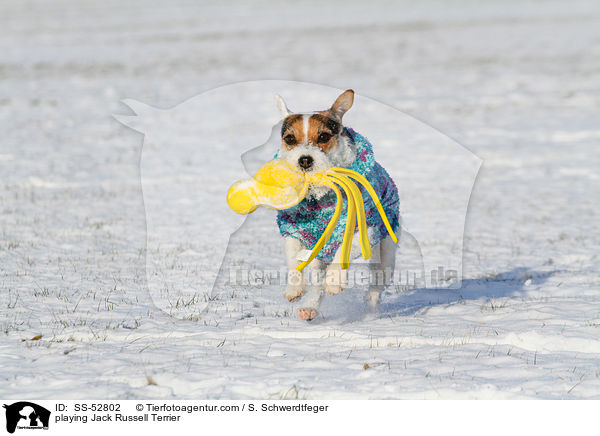 spielender Jack Russell Terrier / playing Jack Russell Terrier / SS-52802