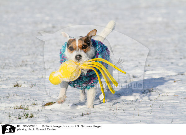 spielender Jack Russell Terrier / playing Jack Russell Terrier / SS-52803
