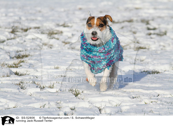 rennender Jack Russell Terrier / running Jack Russell Terrier / SS-52806