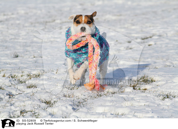 spielender Jack Russell Terrier / playing Jack Russell Terrier / SS-52809