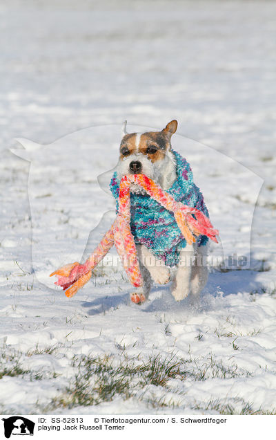 spielender Jack Russell Terrier / playing Jack Russell Terrier / SS-52813