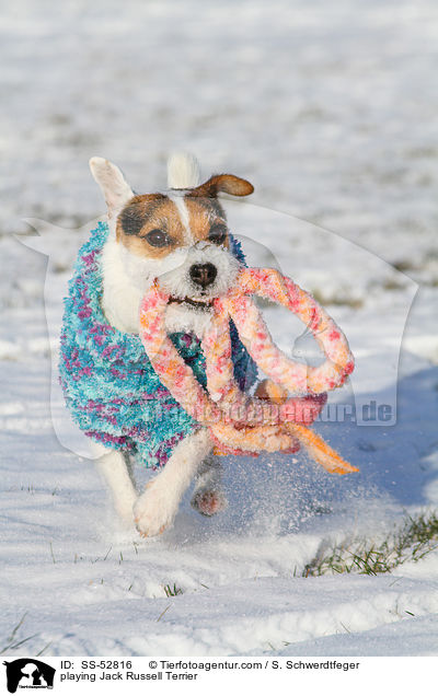 spielender Jack Russell Terrier / playing Jack Russell Terrier / SS-52816