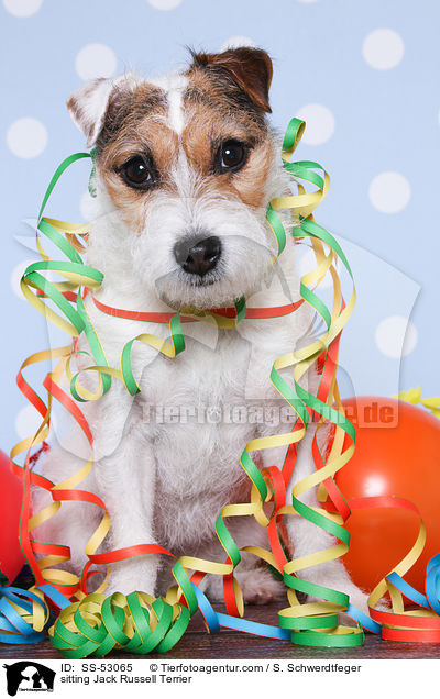 sitting Jack Russell Terrier / SS-53065