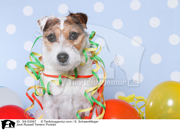 Jack Russell Terriern Portrait / SS-53067