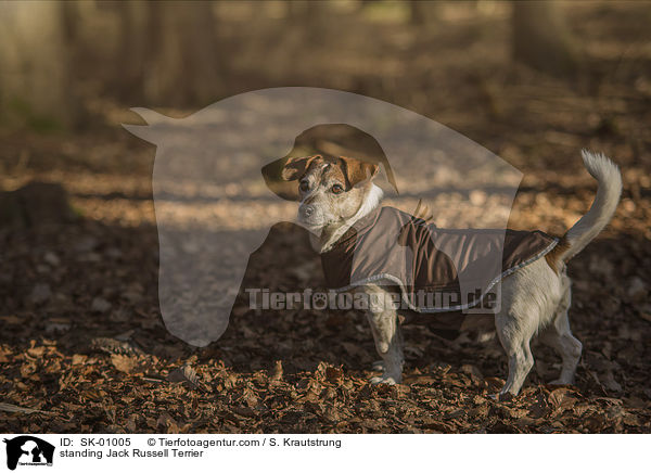stehender Jack Russell Terrier / standing Jack Russell Terrier / SK-01005