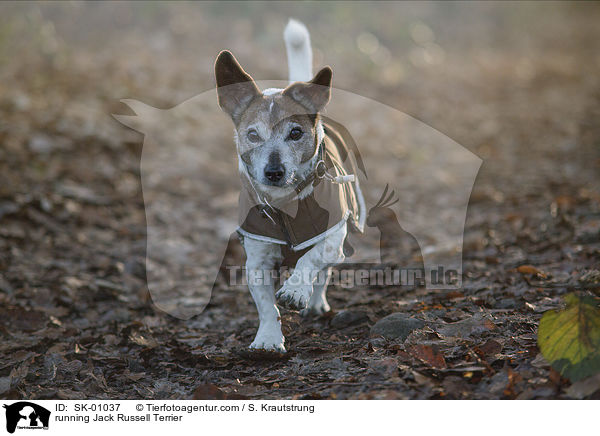 rennender Jack Russell Terrier / running Jack Russell Terrier / SK-01037