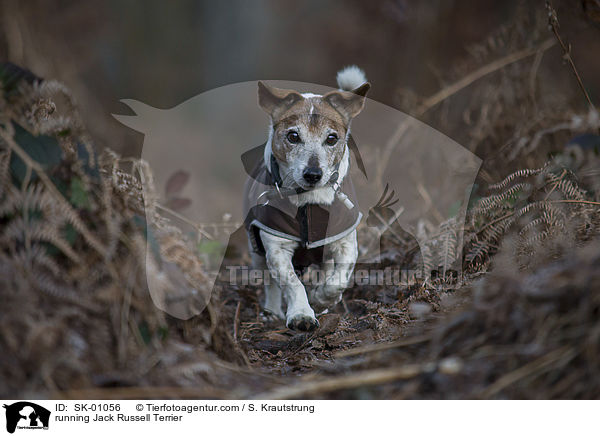 rennender Jack Russell Terrier / running Jack Russell Terrier / SK-01056