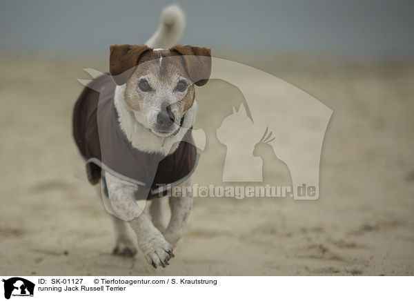 rennender Jack Russell Terrier / running Jack Russell Terrier / SK-01127