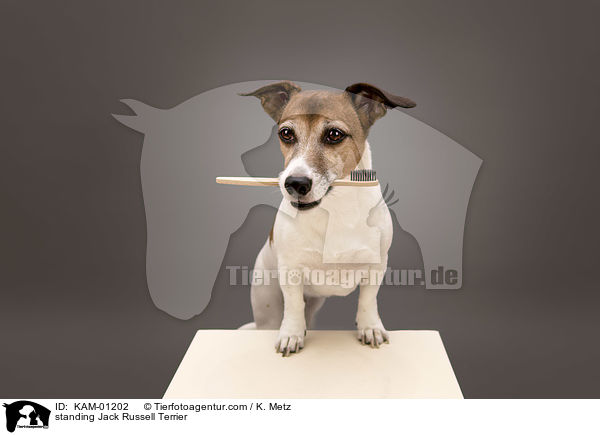 stehender Jack Russell Terrier / standing Jack Russell Terrier / KAM-01202
