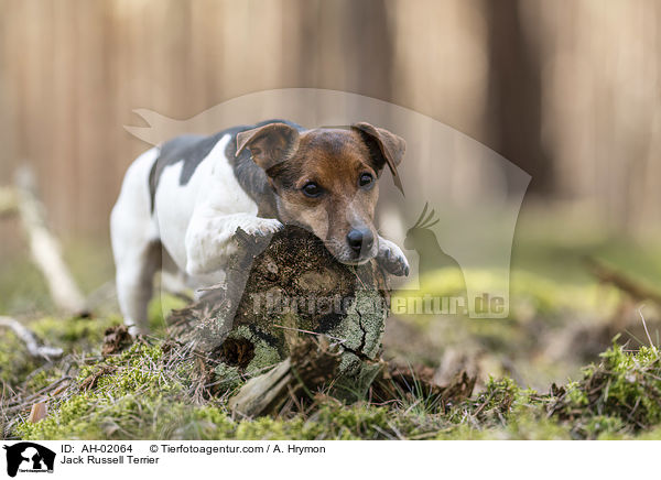 Jack Russell Terrier / Jack Russell Terrier / AH-02064
