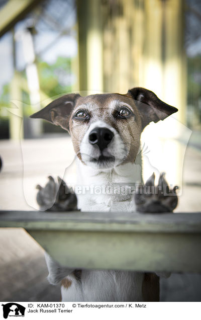 Jack Russell Terrier / Jack Russell Terrier / KAM-01370