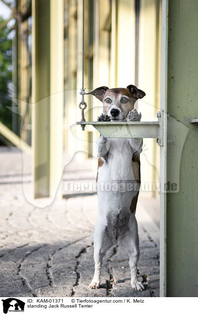 stehender Jack Russell Terrier / standing Jack Russell Terrier / KAM-01371