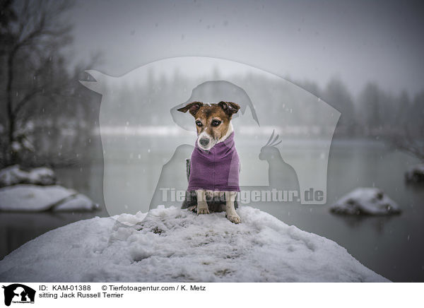 sitzender Jack Russell Terrier / sitting Jack Russell Terrier / KAM-01388