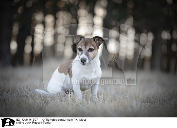 sitzender Jack Russell Terrier / sitting Jack Russell Terrier / KAM-01397