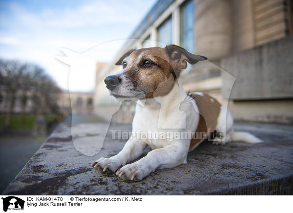 liegender Jack Russell Terrier / lying Jack Russell Terrier / KAM-01478