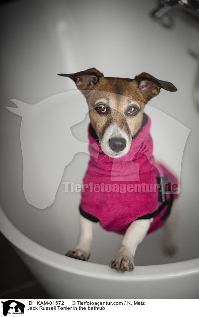 Jack Russell Terrier in der Badewanne / Jack Russell Terrier in the bathtub / KAM-01572