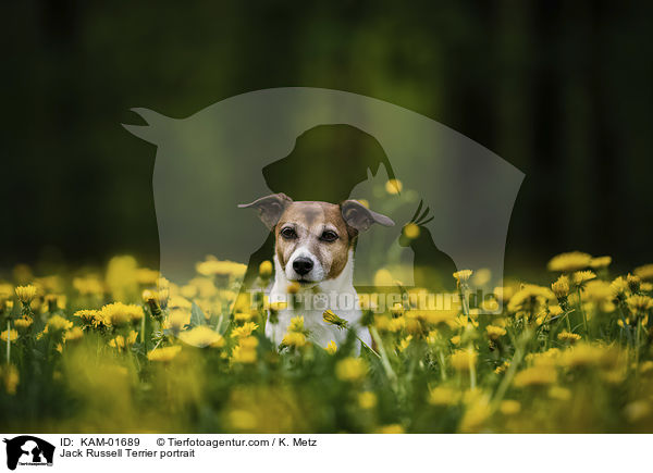 Jack Russell Terrier Portrait / Jack Russell Terrier portrait / KAM-01689