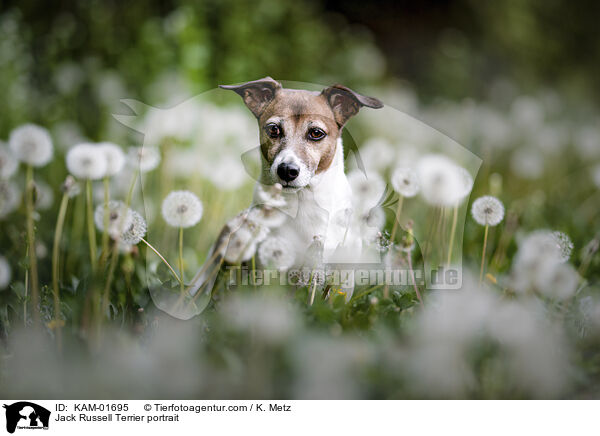 Jack Russell Terrier Portrait / Jack Russell Terrier portrait / KAM-01695