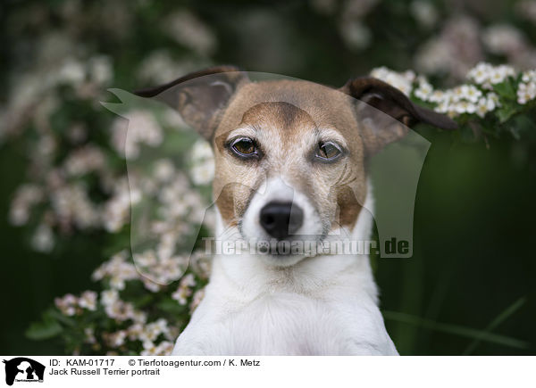 Jack Russell Terrier Portrait / Jack Russell Terrier portrait / KAM-01717