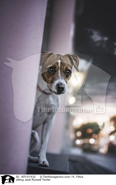 sitzender Jack Russell Terrier / sitting Jack Russell Terrier / KFI-01432
