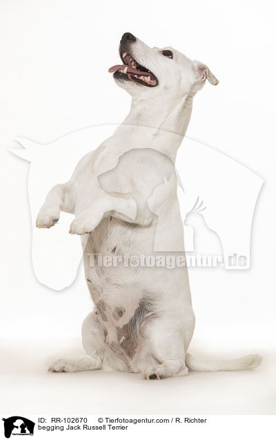 Jack Russell Terrier macht Mnnchen / begging Jack Russell Terrier / RR-102670