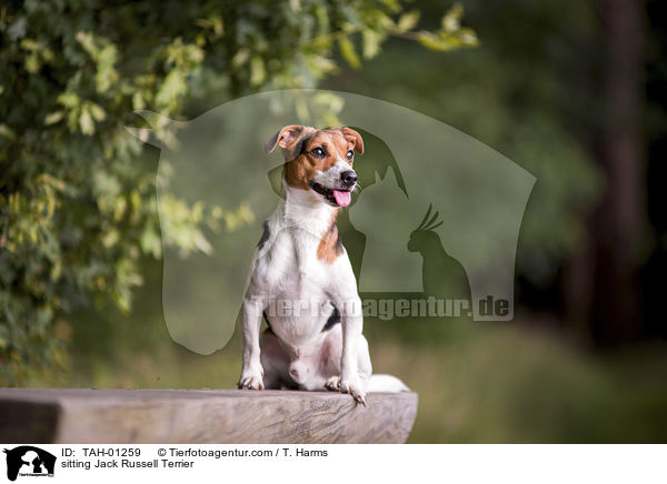 sitzender Jack Russell Terrier / sitting Jack Russell Terrier / TAH-01259