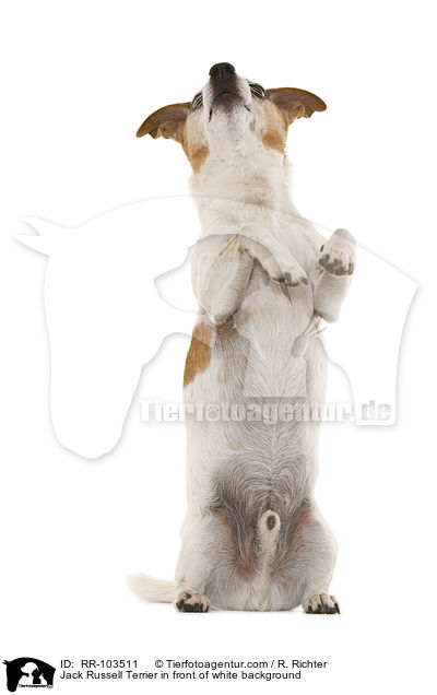 Jack Russell Terrier vor weiem Hintergrund / Jack Russell Terrier in front of white background / RR-103511