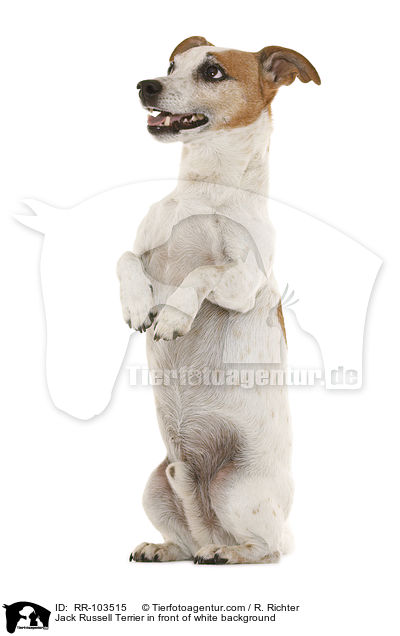 Jack Russell Terrier vor weiem Hintergrund / Jack Russell Terrier in front of white background / RR-103515