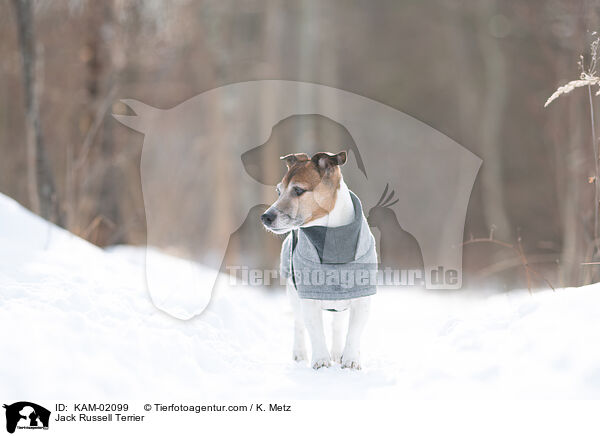 Jack Russell Terrier / Jack Russell Terrier / KAM-02099