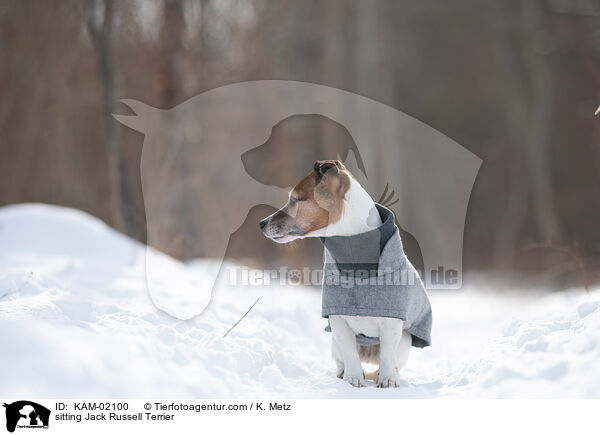 sitzender Jack Russell Terrier / sitting Jack Russell Terrier / KAM-02100
