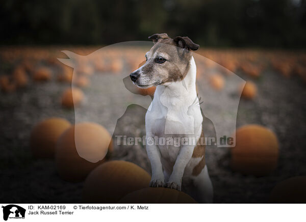Jack Russell Terrier / Jack Russell Terrier / KAM-02169