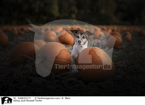 sitzender Jack Russell Terrier / sitting Jack Russell Terrier / KAM-02171