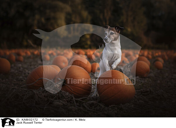 Jack Russell Terrier / Jack Russell Terrier / KAM-02172