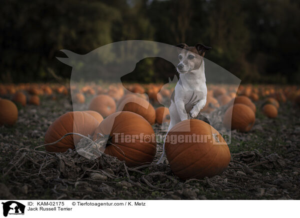 Jack Russell Terrier / Jack Russell Terrier / KAM-02175